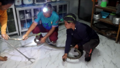 Clip: Bắt sống rắn hổ mang chúa dài "khủng " trong nhà vệ sinh của người dân