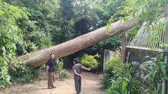 Hiện trường vụ cây Tung cổ thụ cao 40m bật gốc đè sập tường nhà dân