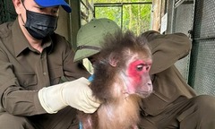 Phát hiện 2  "cá thể lạ ", toàn thân  "đầy lông " tại khu dân cư ở Quảng Trị