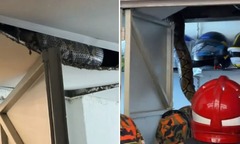 Clip: Bắt sống 2 con trăn "khủng " ẩn nấp trong cửa hàng xe máy