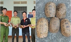 Tin thời sự ngày (17/12): Người dân giao nộp 5 con rùa núi vàng quý hiếm