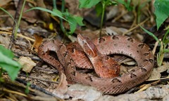 Tin tức đời sống 17/12: Nam thanh niên bị loài rắn "cực độc " cắn nguy kịch