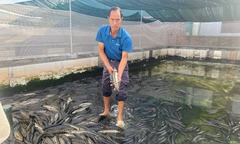 Mang loài cá nhớt nhát lên...cạn ở, ép ăn thứ củ cay nồng, lão nông Hải Phòng thu  "bạc tỷ "