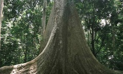 Thế giới huyền bí giữa rừng già Nam Cát Tiên