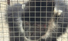 Bắt cá thể voọc đen Hà Tĩnh tấn công người ở Quảng Trị