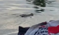 Cá sấu tấn công bé trai 10 tuổi tử vong thương tâm