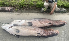 Phát hiện xác cá  "lạ " nghi là cá hải tượng Amazon chết nổi trên hồ ở Đà Nẵng