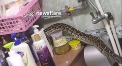 Nghe tiếng động lạ trong nhà tắm, người phụ nữ hoảng hồn thấy  "vị khách không mời "