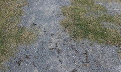 Nguyên nhân hiện tượng giun bò lên mặt đất chết la liệt ở Quảng Trị