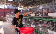 Bỏ nghề tự do về quê nuôi  "chim ngoại ", thanh niên 9x thu lãi ròng 60 triệu/tháng