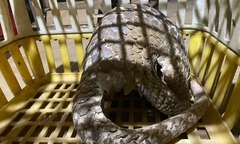 Phát hiện con vật quý hiếm, toàn thân phủ đầy vẩy cứng, nhóm thanh niên liền báo công an