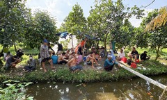 Bắt quả tang 22 người làm  "điều mờ ám " trong vườn mít ở Cần Thơ