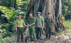 Người dân tự giác giao nộp khỉ cộc, tê tê quý hiếm để tái thả về tự nhiên