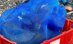 Nóng: Phát hiện 676 con rắn hổ mang, nặng gần 1.000 kg trên xe khách