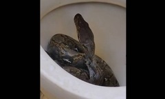 Clip: Người đàn ông sốc nặng khi thấy con vật khổng lồ, dài ngoằng bên trong bồn cầu