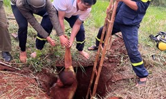 Cứu nam thanh niên bị lọt xuống hố sâu cả chục mét khi đi làm rẫy ở Đồng Nai
