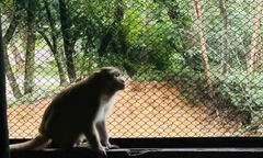 Người dân phát hiện con vật quý hiếm, lắm lông đuôi dài đi lạc vào vườn nhà