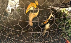 Chim Hồng Hoàng quý hiếm vừa bay  "lạc " vào nhà dân ở TP.HCM