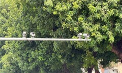 Hà Nội: Danh sách hơn 500 trường hợp ô tô, mô tô bị camera AI phạt nguội