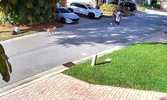 Clip: Đang đi bộ, 3 người dân bất ngờ bị chó Pitbull lao ra tấn công dữ dội