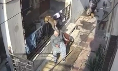 Clip: Kinh hãi cụ bà phải nhập viện do bị đàn khỉ giật tóc, tấn công ngay trước nhà