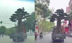Tin tức thời sự 24h: Danh tính tài xế chở người và cây  "khủng " ở Ninh Bình
