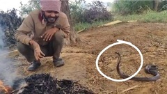 Kinh hãi cảnh người đàn ông thản nhiên  "trò chuyện " với rắn hổ mang