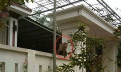 Bất ngờ bị  "khỉ đuôi lợn "  tấn công, người phụ nữ phải khâu 15 mũi