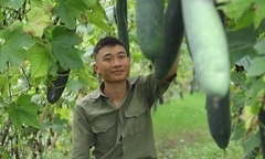 Bỏ phố thị, kỹ sư 9X về quê trồng thứ quả  "xanh lè, lắm lông "
