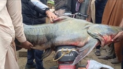 Câu được cá “khủng” nặng 102kg trên sông, ngư dân trẻ thu hàng chục triệu đồng