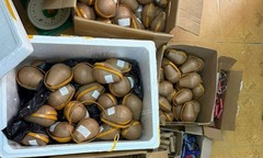 Khởi tố Nguyễn Tuấn Anh- đối tượng sản xuất gần 30kg pháo hoa nổ trái phép