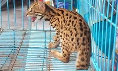 Phát hiện mèo rừng “đột nhập” bếp lúc nửa đêm, nam thanh niên trình báo công an