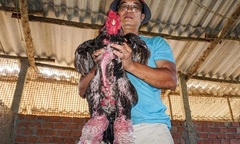 Bỏ việc ổn định, thạc sĩ về quê nuôi giống gà quý, chân  "khủng "