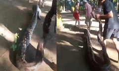 Clip: Bắt trăn khổng lồ dài 6 mét tấn công bé trai đang câu cá gần nhà