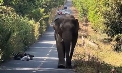 Gặp voi ngà lệch  "đi dạo " ở Đồng Nai, người đàn ông bỏ xe máy chạy thoát thân