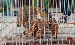 Phát hiện loài chim quý nằm trong Sách đỏ rơi gần nhà, người dân giao nộp công an