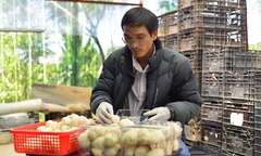 Bỏ lương 20 triệu, thạc sĩ sinh học về quê trồng loài nấm  "lạ ", thu nhập tiền tỷ mỗi năm
