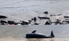 Phát hiện xác cá voi nặng khoảng 40kg trôi dạt vào bờ biển Quảng Trị