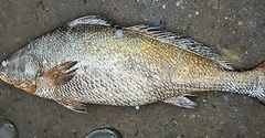 Bắt được con cá quý hiểm nặng 25kg, ngư dân liền bán 115 triệu đồng