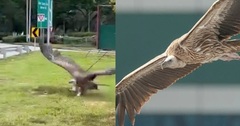 Phát hiện kền kền khổng lồ trên đường cao tốc, ngụy trang  "như một đống lá khô "