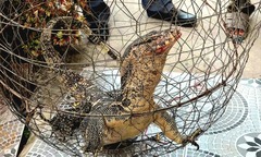 Phát hiện kỳ đà hoa “khủng” 8,5 kg trong vườn nhà, người dân Đồng Tháp giao nộp chính quyền