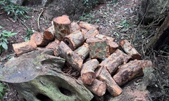 Bắt quả tang 2 đối tượng xâm hại rừng đặc dụng Thần Sa