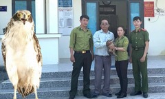 Phát hiện cá thể chim hoang dã, là khắc tinh của rắn, người dân giao nộp cơ quan chức năng