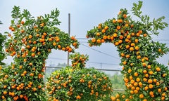 Quýt dáng ngựa độc lạ, giá đắt đỏ vẫn  "cháy hàng "