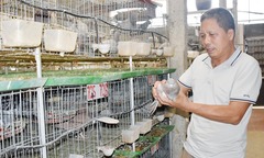 Lão nông  "bỏ gà nuôi chim ", thu lãi 50 triệu đồng mỗi tháng