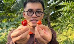 Bỏ mức lương nghìn đô, thạc sĩ tài chính  "bỏ phố về quê " trồng ớt thu lãi tiền tỷ