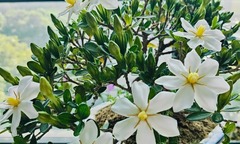 Cây dành dành có ý nghĩa gì trong phong thủy?