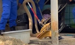 Phát hiện rắn hổ mang chúa ẩn nấp trong nhà, gia chủ gọi điện báo đội cứu hỏa địa phương