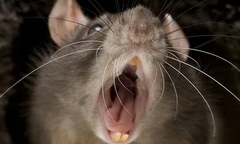 Chủ quan từ vết chuột cắn, thiếu niên 16 tuổi mắc bệnh nhiễm trùng nguy hiểm