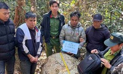 Lâm Đồng: Bắt giữ nhóm lâm tặc cưa hạ 6 cây gỗ dổi khu vực thủy điện Đồng Nai